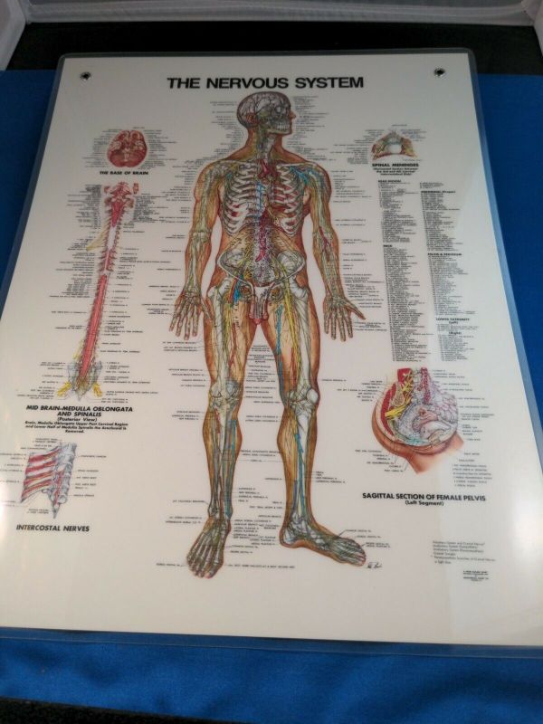 Vintage Anatomical Chart Co. The Nervous System Laminated Chart By ...