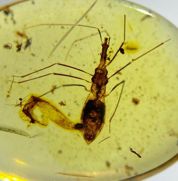 Creatceouse Insects Burmese Burmite Cretaceous Rare Bug Insect Fossils Amber From Burma ...